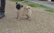 potty train pug puppies for sale