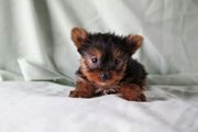 This yorkie puppy is ukc registered  for x-mas