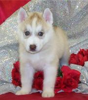 Cute And Adorable Siberian Huskies