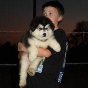 Alaskan malamute puppies available for good home