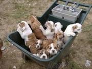affectionate home raised english bulldog puppies for sale