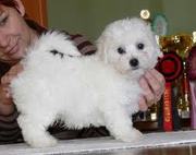 Toy Maltese Puppies for adoption 
