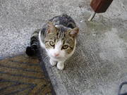 cat free to good loving home,   aprox 2 years,  house trained and spayed