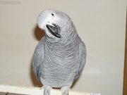 beautiful African Grey Parrot for adoption